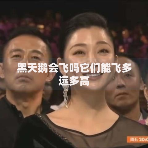 黑天鹅会飞吗它们能飞多远多高