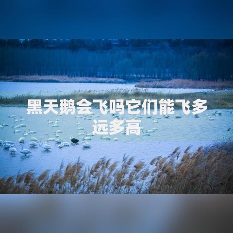 黑天鹅会飞吗它们能飞多远多高