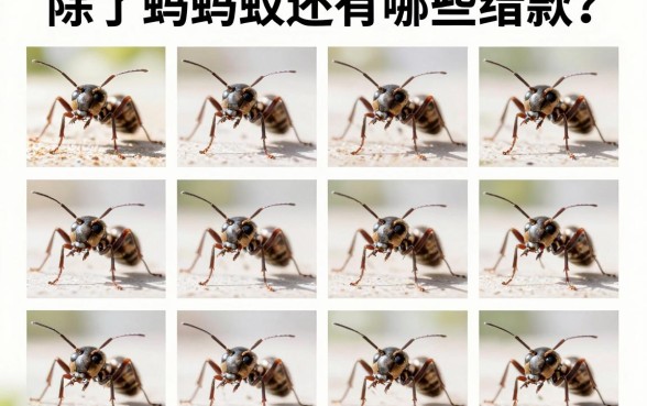 除了蚂蚁还有哪些借款?整理了两个类型共十个参考渠道