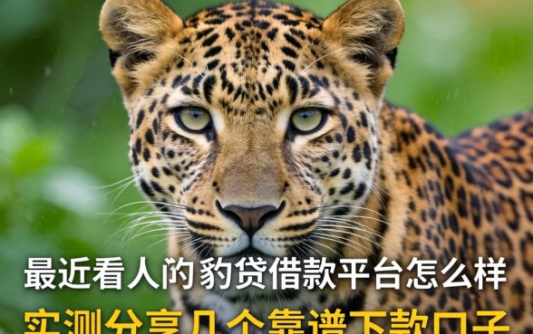 最近看到有人问豹子贷借款平台怎么样，实测分享几个靠谱的下款口子