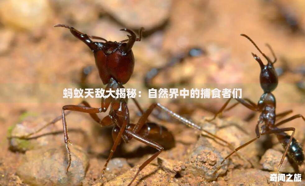 苹果官网可以用京东白条支付吗？一文看懂付款方式选择攻略