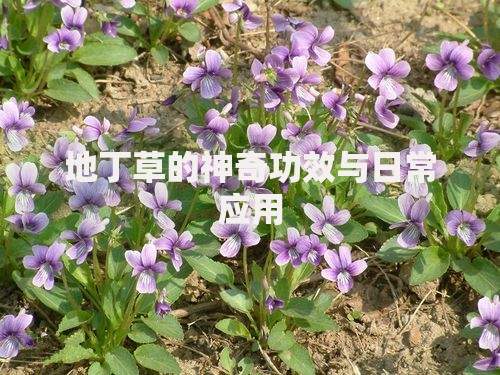 爱又米上征信吗？详细解析平台征信机制与用户影响