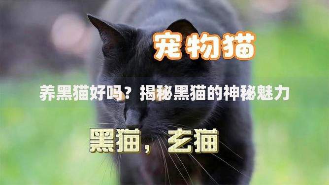 今天必下款分期口子：哪些渠道审核快通过率高
