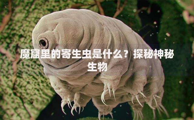 身份证办不了电话卡说是黑名单,归纳整理5个黑户秒下款的高炮口子 身份证办不了电话卡说是黑名单,归纳整理5个黑户秒下款的高炮口子