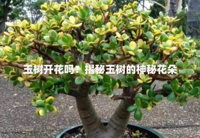 花花世界贷款哪里找？5大高通过率平台推荐及避坑指南