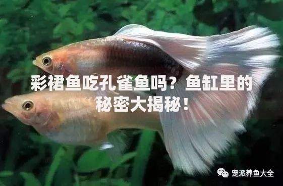 P2P网贷平台案例解析：贷款投资如何避坑赚收益？