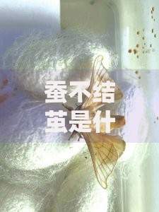 如果征信黑花了还能进厂吗？征信不良求职影响解析