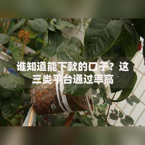 谁知道能下款的口子？这三类平台通过率高