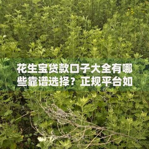 花生宝贷款口子大全有哪些靠谱选择？正规平台如何筛选？