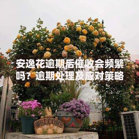 安逸花逾期后催收会频繁吗？逾期处理及应对策略详解