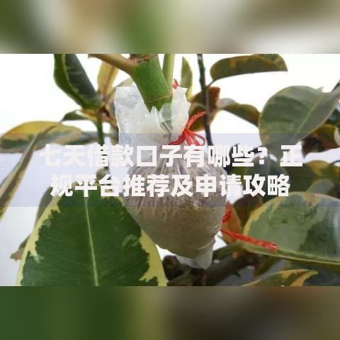 七天借款口子有哪些？正规平台推荐及申请攻略
