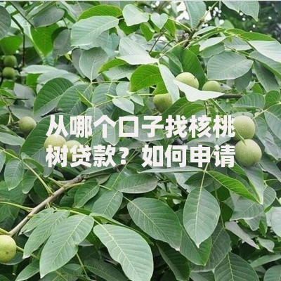 从哪个口子找核桃树贷款？如何申请？条件有哪些？