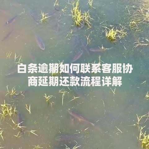 白条逾期如何联系客服协商延期还款流程详解