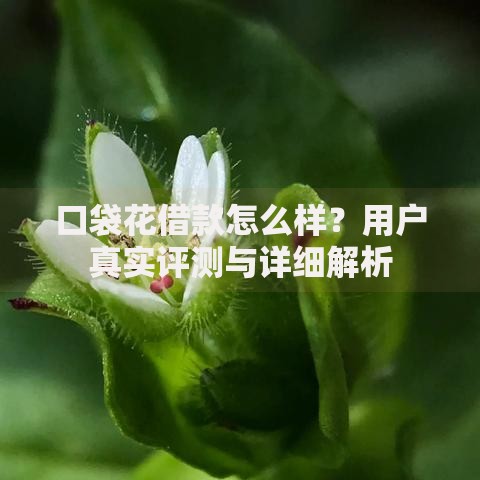 口袋花借款怎么样？用户真实评测与详细解析