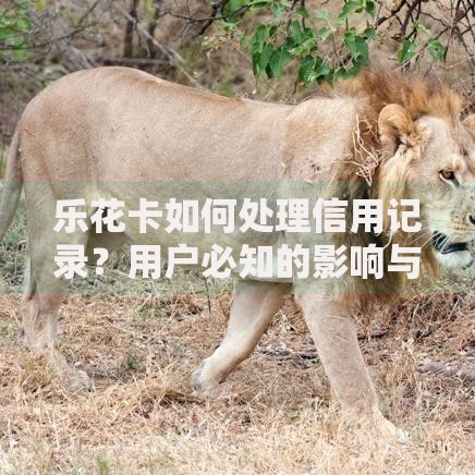 乐花卡如何处理信用记录？用户必知的影响与应对策略