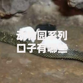 动物园系列口子有哪些？正规贷款渠道深度解析
