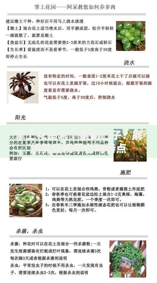 掌上花是哪个系列口子？解析其正规平台与特点