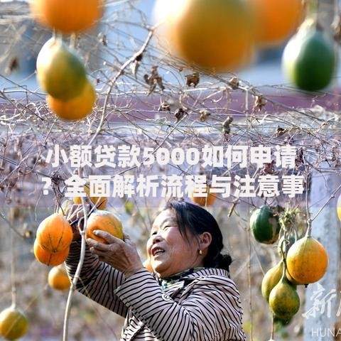 小额贷款5000如何申请？全面解析流程与注意事项
