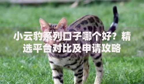 小云豹系列口子哪个好？精选平台对比及申请攻略