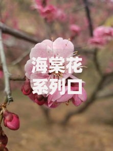 海棠花系列口子有哪些？正规平台解析与申请攻略