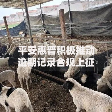 平安惠普积极推动逾期记录合规上征信强化贷款透明度