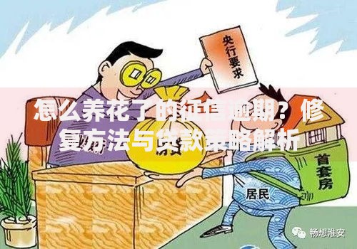 怎么养花了的征信逾期？修复方法与贷款策略解析