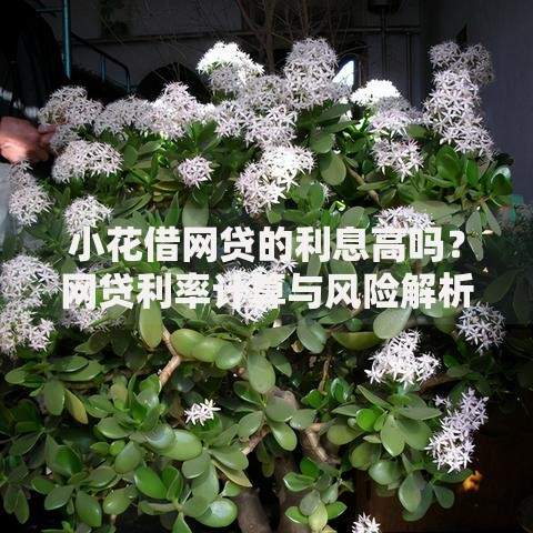 小花借网贷的利息高吗？网贷利率计算与风险解析