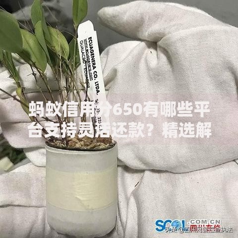 蚂蚁信用分650有哪些平台支持灵活还款？精选解析