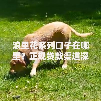 浪里花系列口子在哪里？正规贷款渠道深度解析