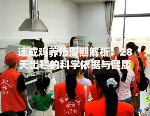速成鸡养殖周期解析：28天出栏的科学依据与健康安全探讨