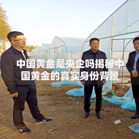 中国黄金是央企吗揭秘中国黄金的真实身份背景