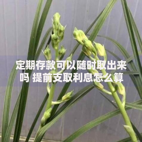 定期存款可以随时取出来吗 提前支取利息怎么算
