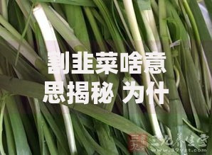 割韭菜啥意思揭秘 为什么说普通人最容易成为韭菜