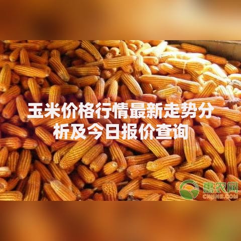 玉米价格行情最新走势分析及今日报价查询 玉米价格行情最新走势分析及今日报价查询
