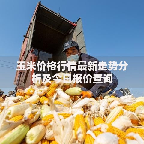 玉米价格行情最新走势分析及今日报价查询 玉米价格行情最新走势分析及今日报价查询