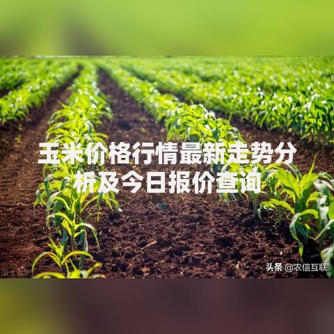 玉米价格行情最新走势分析及今日报价查询 玉米价格行情最新走势分析及今日报价查询