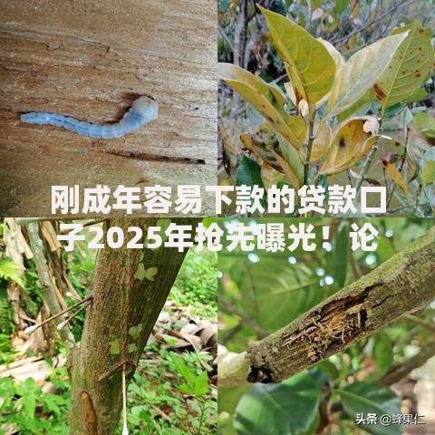 刚成年容易下款的贷款口子2025年抢先曝光！论述五个成年易借的网贷平台