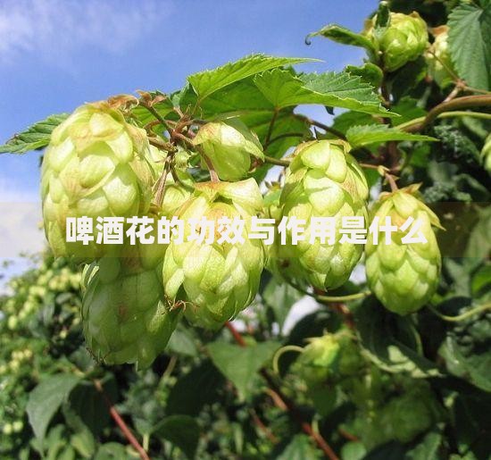 啤酒花的功效与作用是什么