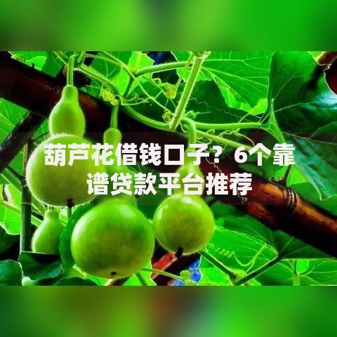 葫芦花借钱口子？6个靠谱贷款平台推荐